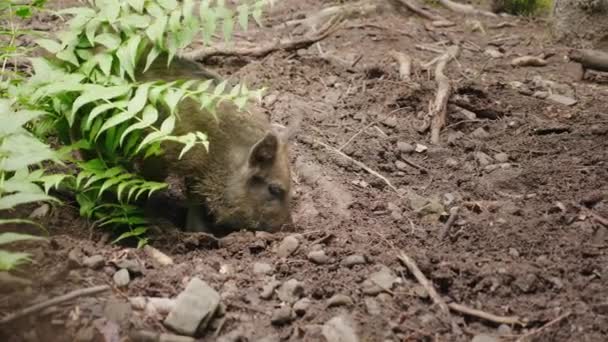 Um javali selvagem engraçado cava a terra com o seu focinho. Animais engraçados — Vídeo de Stock