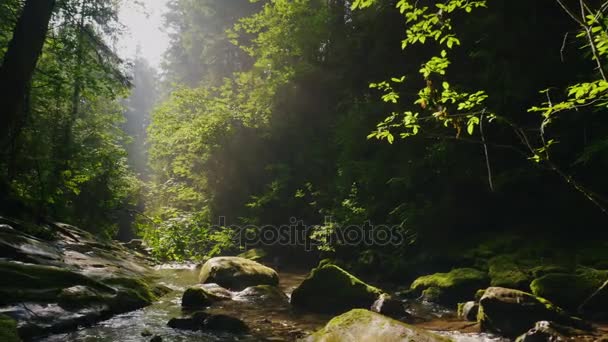 Steadicam shot: Limpe o córrego da montanha na misteriosa floresta matinal. Os raios do sol atravessam os ramos das árvores . — Vídeo de Stock