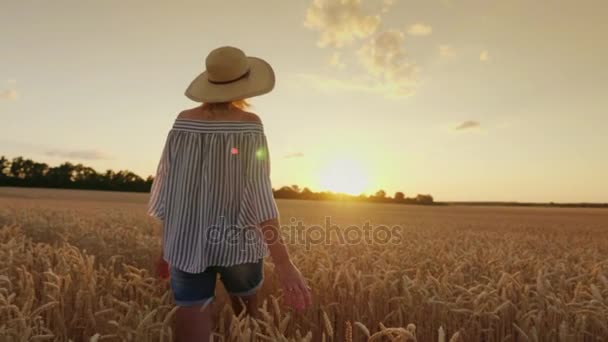 Uma jovem de chapéu caminha pelo campo de trigo, toca na espigueta. Ao pôr-do-sol, vista traseira. Steadicam tiro — Vídeo de Stock