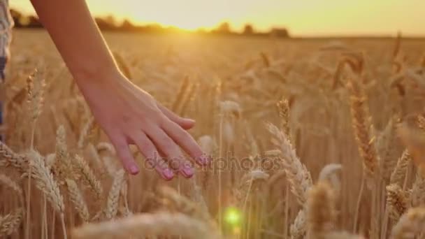 Доторкніться до зрілих колосок пшениці. На заході сонця, неглибока глибина різкості, стрілянина — стокове відео