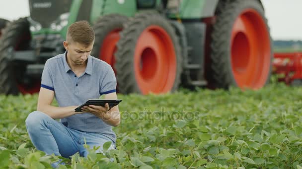 A fiatal mezőgazdasági termelő tanulmányozza a növények a szója mező feltétel. A háttérben van egy traktor. Biogazdálkodás — Stock videók