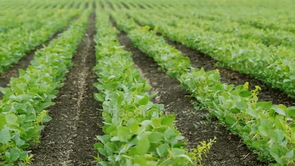 Pan shot: Linhas retas de arbustos de soja. Agricultura biológica sem pesticidas — Vídeo de Stock