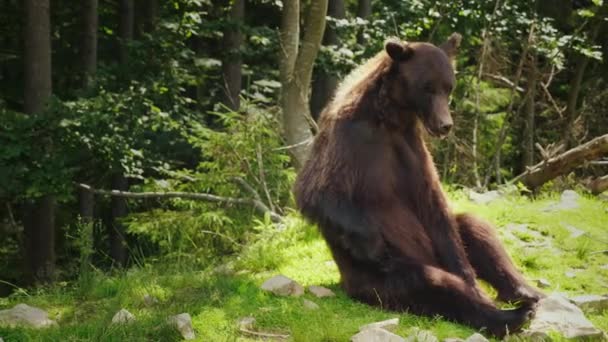 Velký hnědý medvěd sedí na zádech a škrábe jeho strana s jeho tlapy. Legrační divoká zvířata — Stock video
