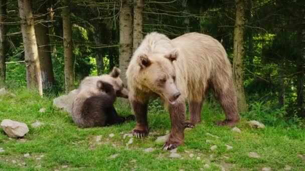 Kvinnliga brunbjörn med en liten unge. Vilar på gräsmattan framför skogen. Vilda liv. Vilda liv — Stockvideo