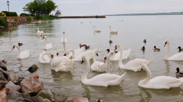 Una bandada de cisnes en el lago, esperando la comida de los turistas. Lago Balaton en Hungría — Vídeo de stock