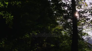 Atış Steadicam: güneş ışınlarının Parlatıcı ağaçların dalları ile. Sabah orman, kristal açık hava ve hafif sis