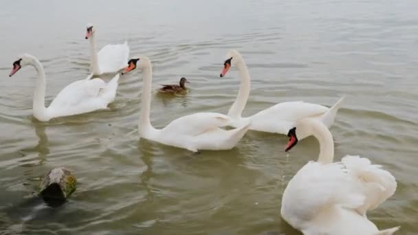 O turmă de lebede pe lac, aşteptând mâncarea turiştilor. Lacul Balaton din Ungaria — Videoclip de stoc