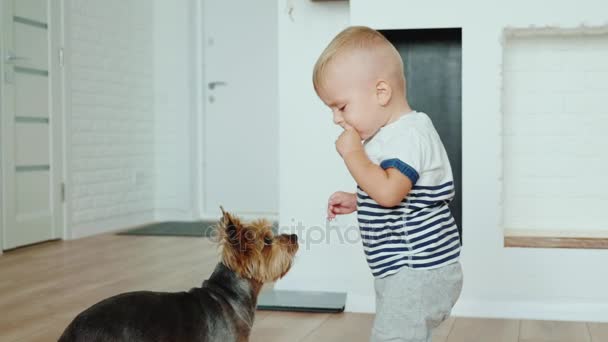 1 año fresco niño alimenta galletas de perro. Mascotas divertidas — Vídeos de Stock