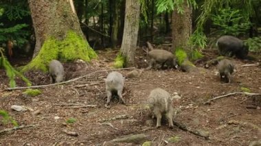 Bir sürü küçük Yaban domuzları ormanda grazes
