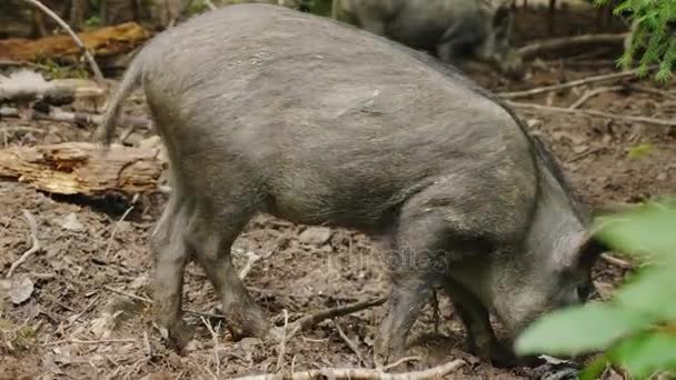 Seekor babi hutan lucu menggali tanah dengan moncongnya. Mencari makanan — Stok Video