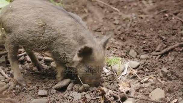 Két vaddisznó legelnek, az erdőben. Vadon élő állatok az erdő — Stock videók