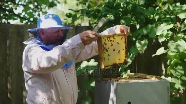 Apiculteur inspecte les cadres avec des abeilles, travaille dans le rucher — Video