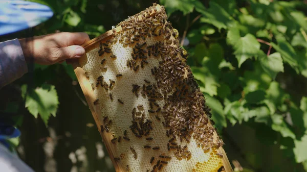 As mãos do apicultor guardam uma armação da colmeia. Aprende quanto mel as abelhas trazem — Fotografia de Stock