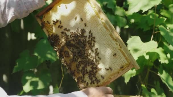 慢动作拍摄： 手的养蜂人保持框架从蜂巢。学会了多少小蜜蜂带 — 图库视频影像