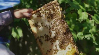 Tatlım, üzerinde fazla arı oturup birlikte bir çerçeve arıcılar el ele tutuşur