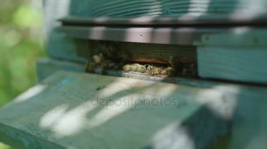 Arıların kovan girişi yakındır. Video ile sığ derinlik-in tarla