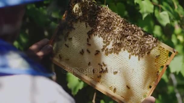 Včelaři ruce drží rám s medem, na který mnoho včel sedět — Stock video