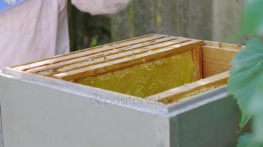 Yakın çekim-kovan arı ile set kare. Arı kovanı, ağır ağır çalışma