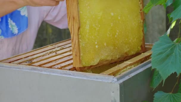 养蜂人打开蜂箱与蜜蜂与工作。设置框架的蜂蜜，特写 — 图库视频影像