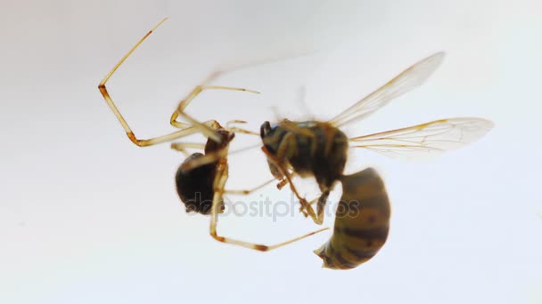 De spin een spinnenweb in het web gevangen. Zit op een spinnenweb in de buurt van het slachtoffer — Stockvideo