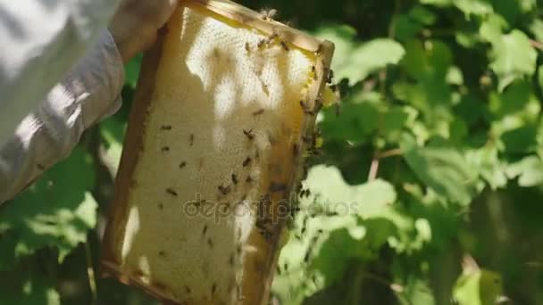 Vídeo em câmera lenta: as mãos do apicultor mantêm uma moldura da colmeia. Aprende quanto mel as abelhas trazem — Vídeo de Stock