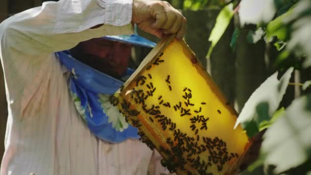 Пчеловод осматривает рамы с пчелами, работает на пасеке — стоковое видео