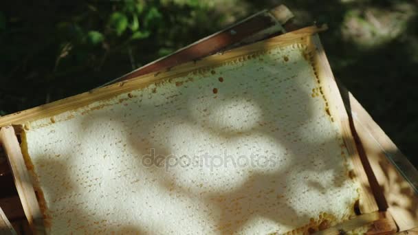 加蜂蜜帧躺在一个盒子里养蜂场。来自大自然的天然、 健康产品 — 图库视频影像
