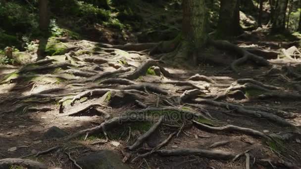 Rötterna av gamla träd på en bergsstig, en gammal lövskog. Strålarna från solen gör sin väg och färga dem med fläckar. POV video — Stockvideo