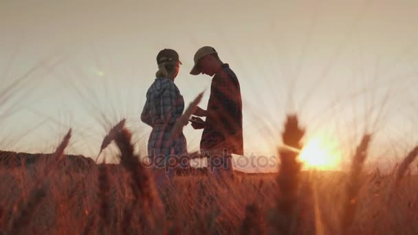 Два фермера работают в поле пшеницы, общаются, смотрят на табличку. Закат над полем — стоковое видео