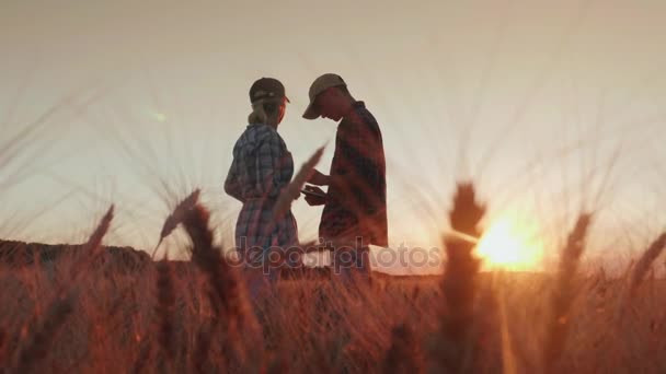 Dos agricultores trabajan en el campo del trigo, se comunican, miran la tableta. Hermoso atardecer sobre el campo — Vídeos de Stock