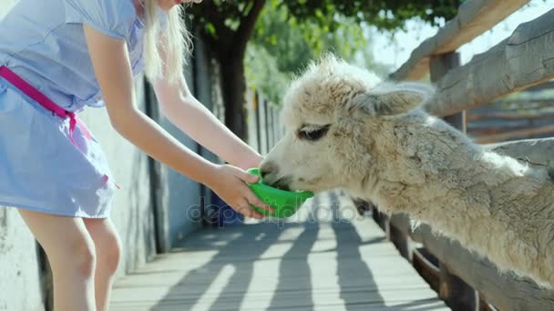 Das Mädchen füttert ein cooles Lama auf dem Hof. Lama pustet einen langen Hals in den Zaunschlitz — Stockvideo