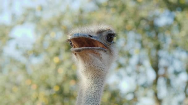 Cabeza de un avestruz joven y divertido. Video con profundidad de campo poco profunda — Vídeo de stock