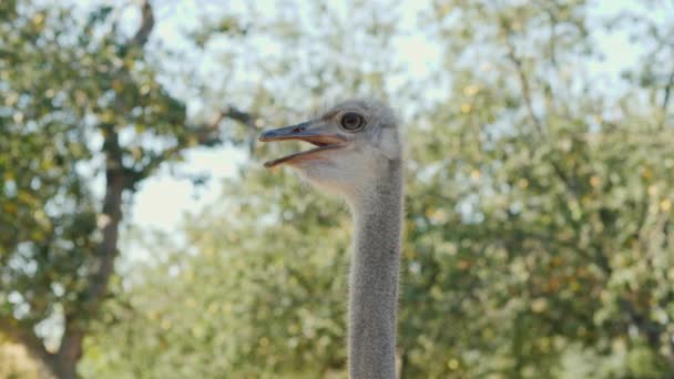 Hoofd en de nek van een struisvogel. Video met ondiepe scherptediepte — Stockvideo