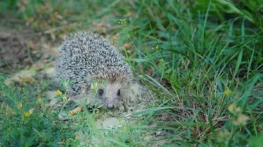 Küçük bir kirpi çim. Kameraya benziyor, burnunu burnunu çekmek