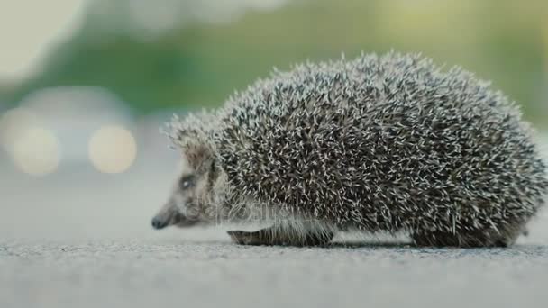 Gevaar voor wilde dieren. Kleine egel op de weg, op de achtergrond een auto is voorbij — Stockvideo