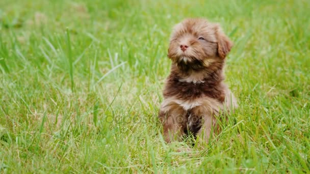 Een kleine puppy van het RAS Havanezer zit in het gras, op zoek naar de camera — Stockvideo