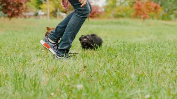 庭に小さな子犬と遊ぶ。梨花の足の周りの芝生の上を実行している 2 匹の犬 — ストック動画