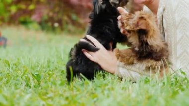 Senin favori kukla ile mutlu. Bir kadın onu bahçesinde bir çim üzerinde yalan iki köpek ile oynuyor