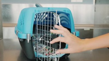 Bir kadın havaalanında nakliye hayvanlar için bir kutu içinde belgili tanımlık köpek yavrusu koyar. Uçak tarafından canlı hayvan sevkiyatı