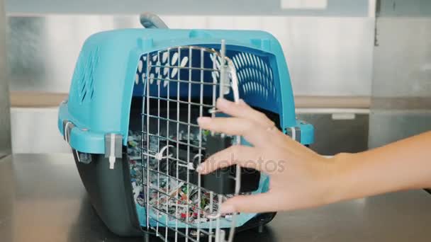 Eine Frau legt den Welpen am Flughafen in eine Transportbox für Tiere. Transport lebender Tiere mit dem Flugzeug — Stockvideo