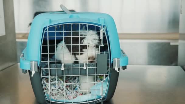 Un cachorro agitado en una jaula para el transporte de animales vivos. perro concepto de transferencia — Vídeo de stock