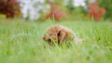 Belgili tanımlık köpek yavrusu dört tekerlekli yük arabası onun kuyruk otların arasında oynuyor. Kolay evde beslenen hayvan