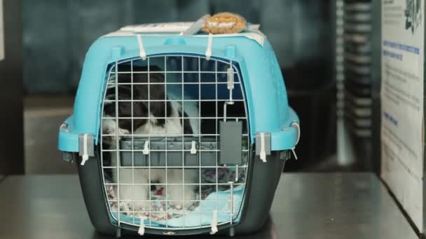 Een container met een puppy, klaar om te worden verzonden door de lucht. — Stockvideo
