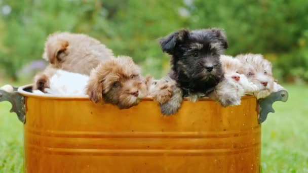 Muchos cachorros pequeños están sentados en un cubo de cobre. Miran a la cámara. mascotas favoritas — Vídeos de Stock