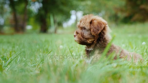 Little brown puppy sitting in green grass — Stock Video