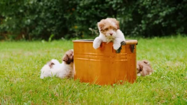 滑稽的小狗在靠近铜桶的草坪上玩耍 — 图库视频影像
