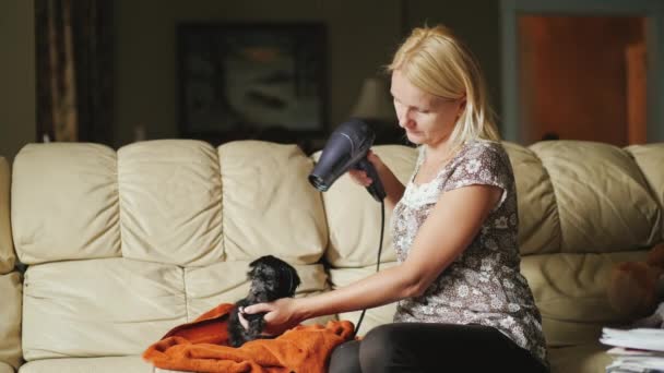 Een jonge vrouw is een pup met een föhn drogen. Zorg voor uw favoriete huisdieren — Stockvideo