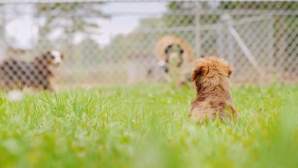 The puppy looks at the dogs behind the bars, rear view. Dogs in the nursery — Stock Video