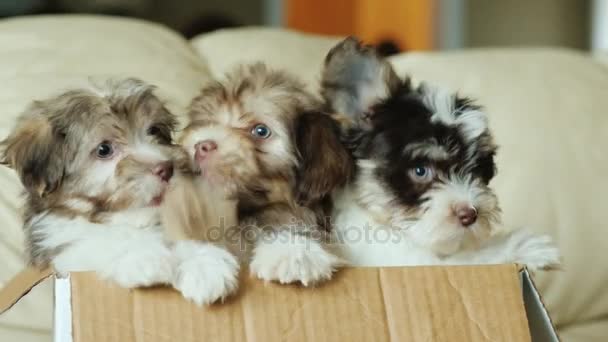 Varios cachorros lindos en una caja de cartón — Vídeos de Stock