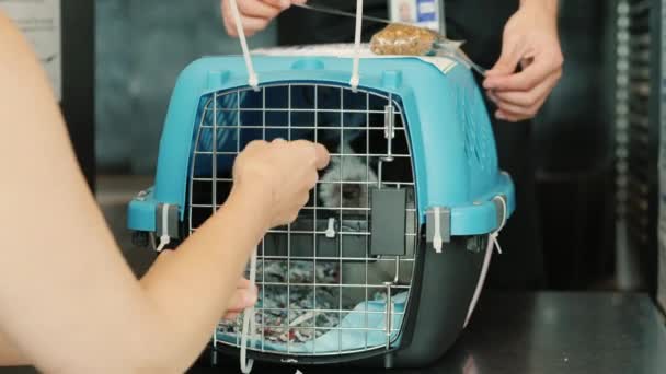Preparing the puppy for shipment by airplane. Cage with dog, feed, airport employee attaches documents — Stock Video